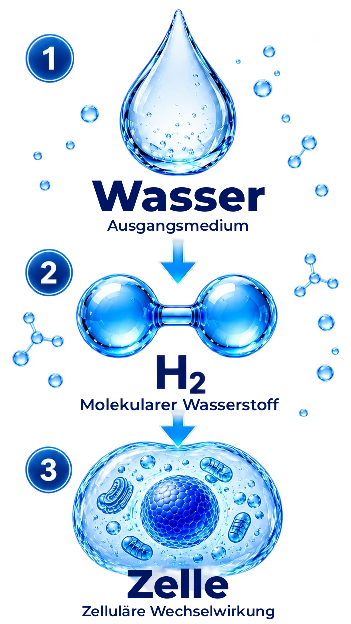 So funktioniert Wasserstoffwasser: Wasser, molekularer Wasserstoff (H₂), Zelle